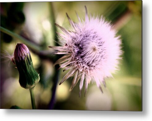 Dandelion Metal Print featuring the photograph Beauty in Everything by Susie Weaver