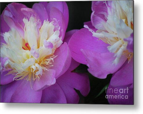 Peony Metal Print featuring the photograph Beauty is what we do by Lori Tambakis