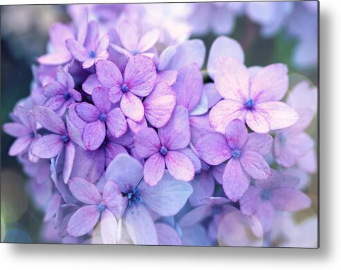 Beautiful Metal Print featuring the photograph Beauty of hydrangea by Lilia D