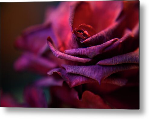 Red Metal Print featuring the photograph Beauty's Rose by Theresa Tahara