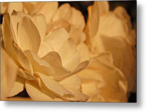 Roses Metal Print featuring the photograph Bed of Roses by Jean Booth