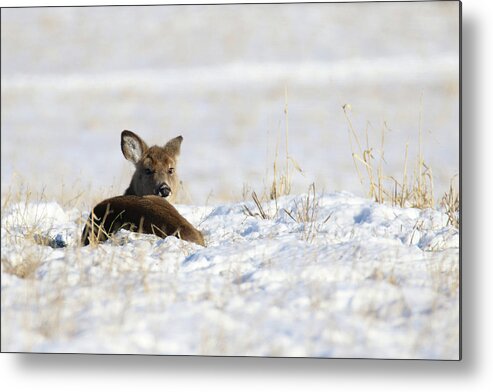 Doe Metal Print featuring the photograph Bedded Fawn In Snowy Field by Brook Burling
