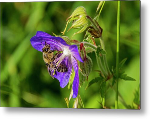 Nature Metal Print featuring the photograph Bee at work by Ulrich Burkhalter