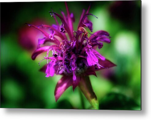 Purple Metal Print featuring the photograph Bee Balm Beauty by Greg and Chrystal Mimbs