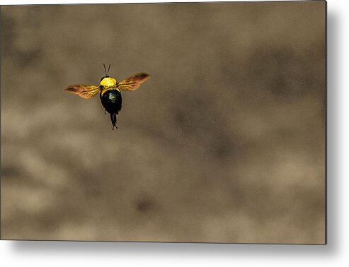Bee Metal Print featuring the photograph Bee Dance by Metaphor Photo