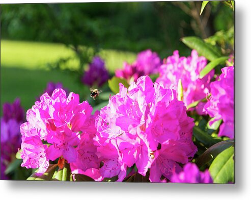 Bee Metal Print featuring the photograph Bee Flying Over Catawba Rhododendron by D K Wall