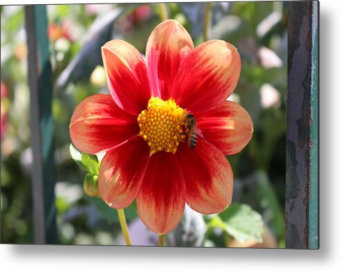 Bee Metal Print featuring the photograph Bee on a Flower by Christy Pooschke