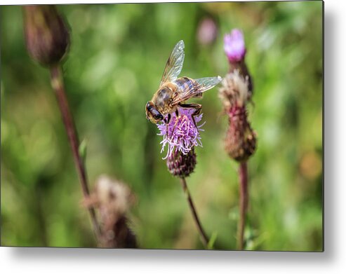 Animal Metal Print featuring the photograph Bee on a thistle flower by Tim Abeln