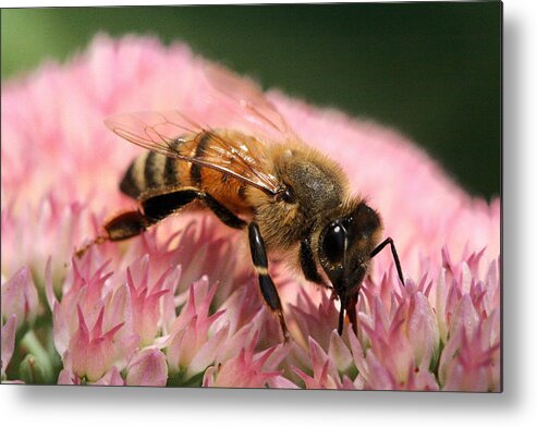 Bee Metal Print featuring the photograph Bee on Flower 6 by Angela Rath