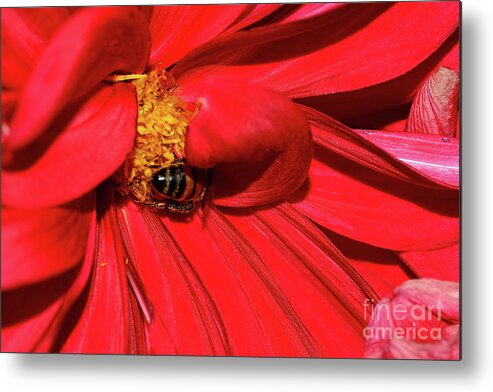 Bee On Red Dahlia Metal Print featuring the photograph Bee on Red Dahlia by Kaye Menner by Kaye Menner