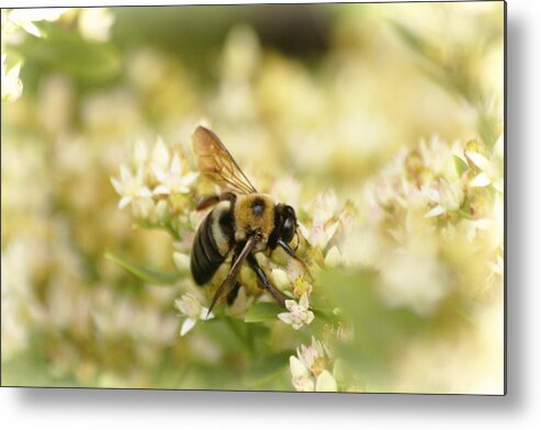 Bee On Top Of Things Metal Print featuring the photograph Bee on Top of Things by Ola Allen