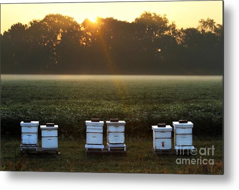 Sunrise Metal Print featuring the photograph Beehives at Sunrise by Catherine Sherman