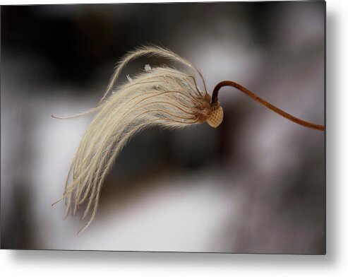 Clematis Metal Print featuring the photograph Beginnings by Ellery Russell