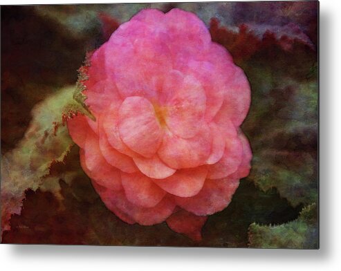 Impressionist Metal Print featuring the photograph Begonia 9592 IDP_2 by Steven Ward