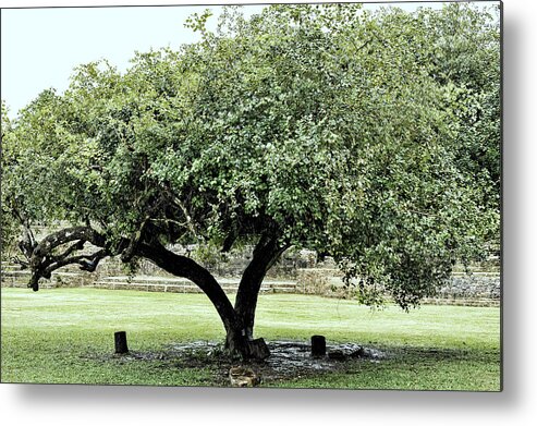 Tree Metal Print featuring the photograph Belize Tree by Linda Constant