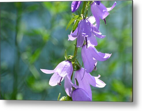 Flowers Metal Print featuring the photograph Bellfower Fairy Dresses by Lyle Crump