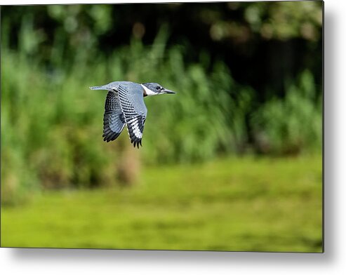 Belted Kingfisher Metal Print featuring the photograph Belted Kingfisher by Todd Ryburn