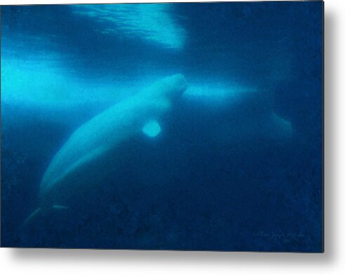 Impressionist Metal Print featuring the painting Beluga Whale Underwater by Bill McEntee