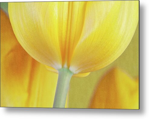 Abstract Metal Print featuring the photograph Beneath the Yellow Tulip by Tom Mc Nemar