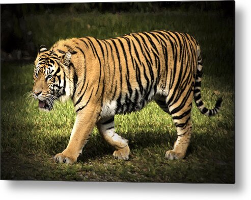 Aggressive Metal Print featuring the photograph Bengal Tiger by Penny Lisowski