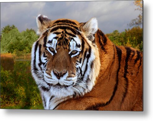 Bengal Tiger Metal Print featuring the photograph Bengal Tiger Portrait by Michele A Loftus