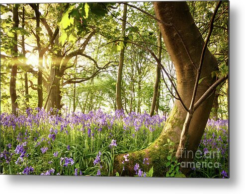 Forest Metal Print featuring the photograph Bent tree in bluebell forest by Simon Bratt