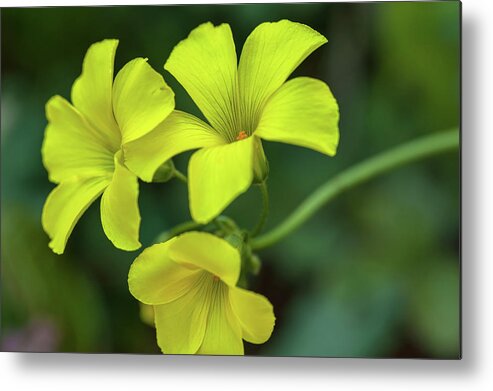 Flower Metal Print featuring the photograph Bermuda-Buttercup by Jonathan Nguyen