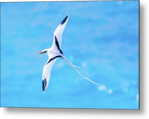 2018 Metal Print featuring the photograph Bermuda Longtail Close-up by Jeff at JSJ Photography