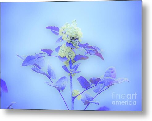 Floral Metal Print featuring the photograph Berries on blue by Merle Grenz