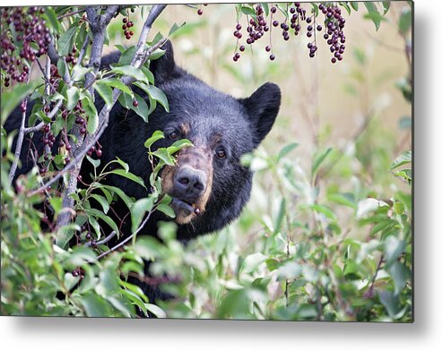 Black Bear Metal Print featuring the photograph Berry Picking by Eilish Palmer