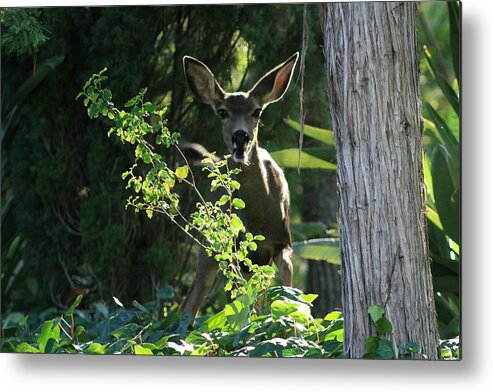 Beverly Hills Metal Print featuring the photograph Beverly Hills Deer by Marna Edwards Flavell