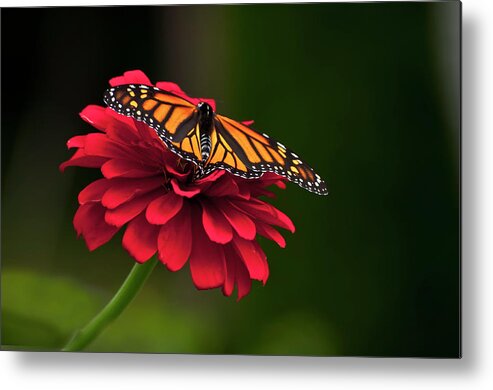 Butterfly Metal Print featuring the photograph BFF by Jeff Cooper