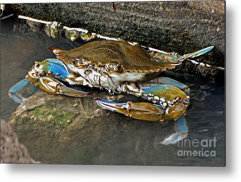 Crab Metal Print featuring the photograph Big Blue by Kathy Baccari
