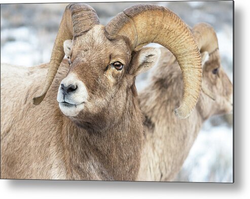 Big-horn Sheep Metal Print featuring the photograph Big-Horn Competition by Yeates Photography