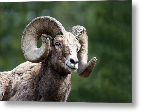 Ram Metal Print featuring the photograph Big Horn Sheep by Scott Read