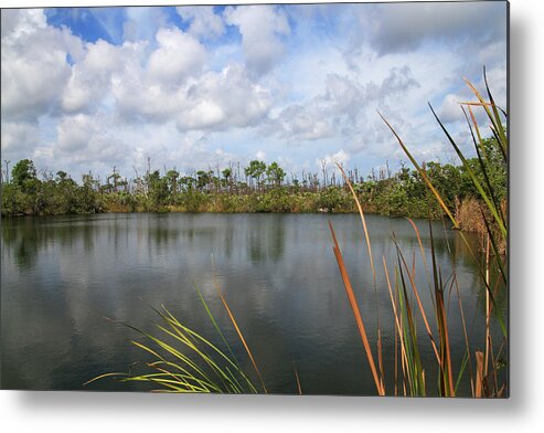 Big Pine Key Metal Print featuring the photograph Big Pine Key Pond 2 by Bob Slitzan