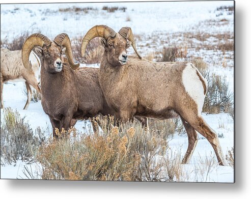 Big-horn Rams Metal Print featuring the photograph Big Ram Brothers by Yeates Photography