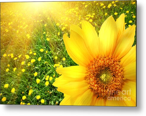 Background Metal Print featuring the photograph Big yellow sunflower by Sandra Cunningham