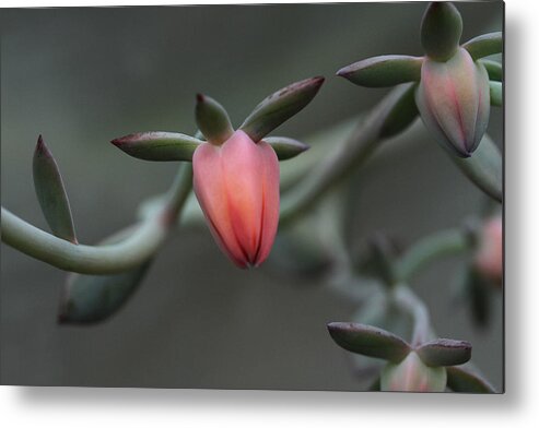 Succulent Metal Print featuring the photograph Bijou by Connie Handscomb