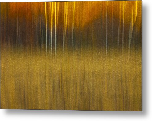 Abstract Metal Print featuring the photograph Birch At The Edge Of The Field 2015 by Thomas Young