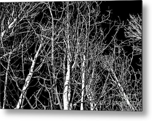 Trees Metal Print featuring the photograph Birch Grove by Tom Griffithe