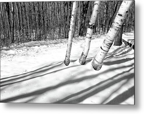 Birch Metal Print featuring the photograph Birches and Snow 4 BW by Mary Bedy