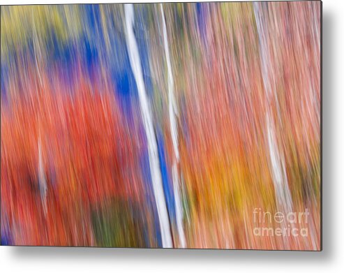 Abstract Metal Print featuring the photograph Birches in red forest by Elena Elisseeva