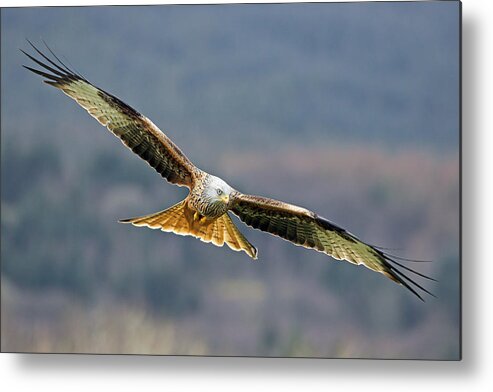 Accipitridae Metal Print featuring the photograph Bird of Prey by Grant Glendinning