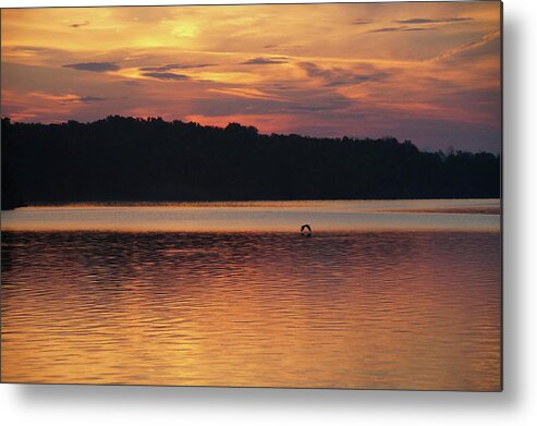 Bird Over Water Metal Print featuring the photograph Bird over Water by Mike Murdock
