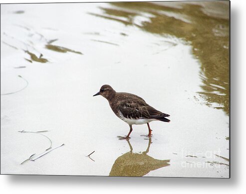 Ocean Metal Print featuring the photograph Bird Walking on Beach by Mariola Bitner