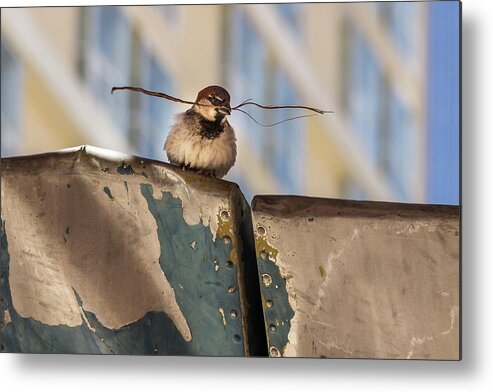 Beak Metal Print featuring the photograph Bird with Twig by Roslyn Wilkins