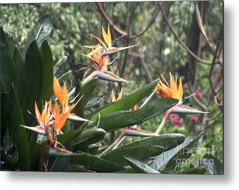 Birds Of Paradise Metal Print featuring the photograph Birds in Paradise by B Rossitto