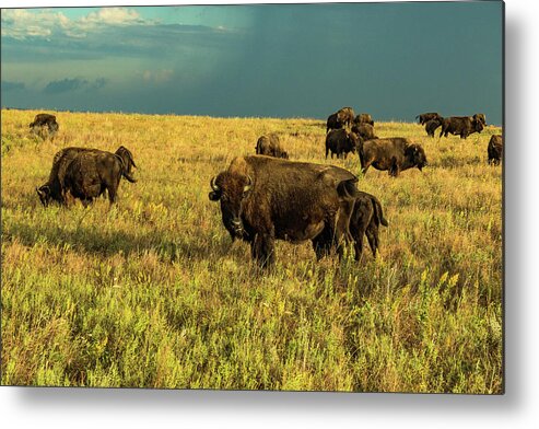 Jay Stockhaus Metal Print featuring the photograph Bison and Stormy Weather. by Jay Stockhaus