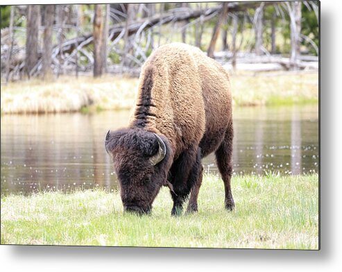 Bison Metal Print featuring the photograph Bison By Water by Steve McKinzie